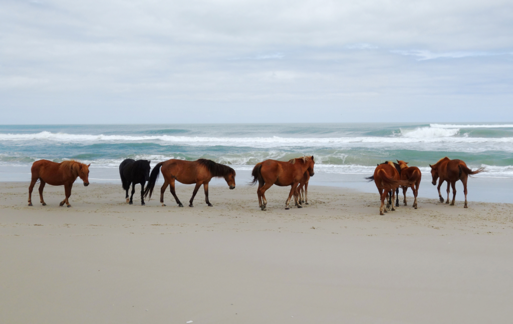 # 1Best Coastal Place To Go To In North Carolina - Outer Banks, NC