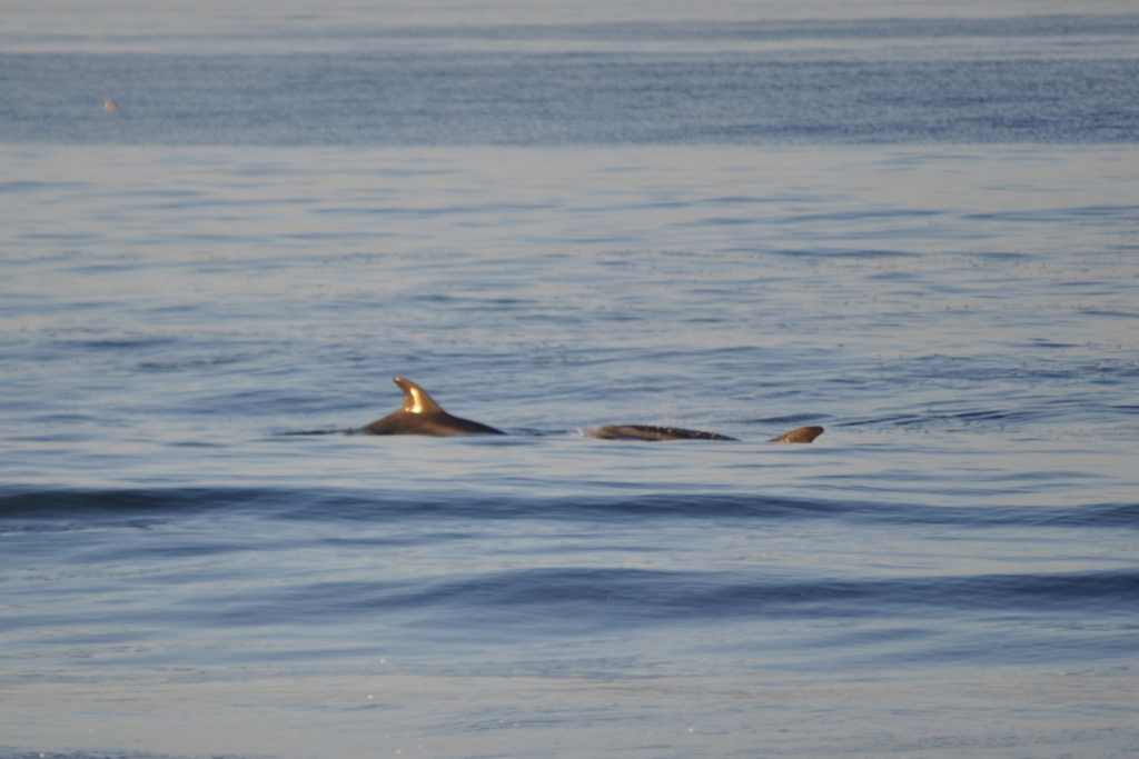 Hatteras Dolphin Tour off the Coast of NC