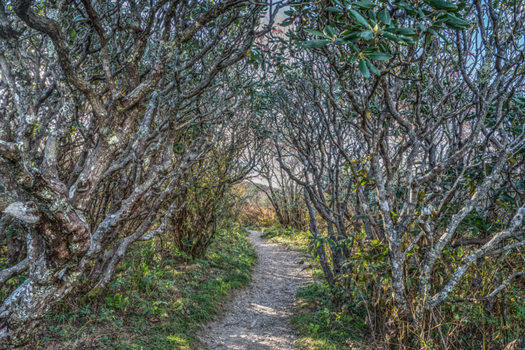 Post Fall Rhododendron Trees in Craggy Gardens, NC