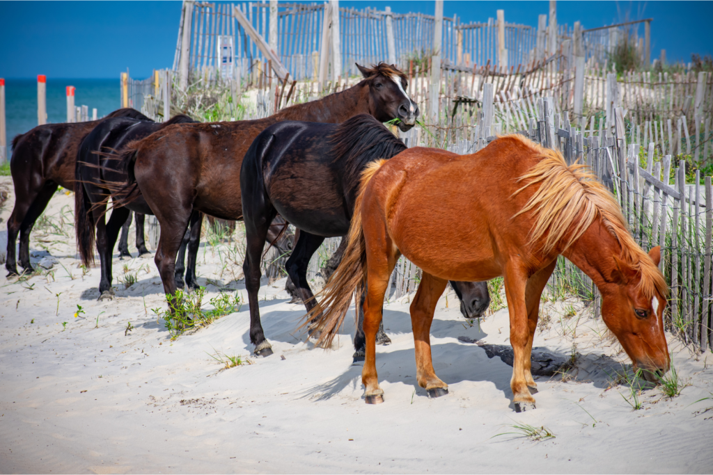 Wild Horses on the North Carolina Coast ,Outer Banks, NC