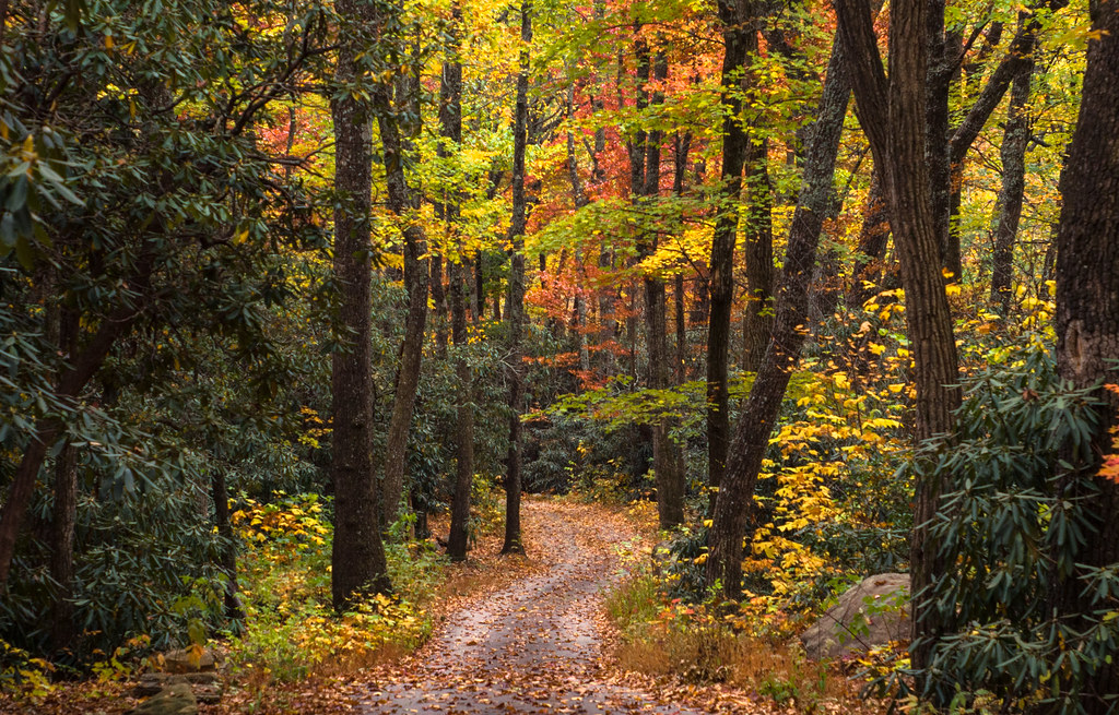 Best Hiking in Black Mountain NC - Montreat Trail Loop