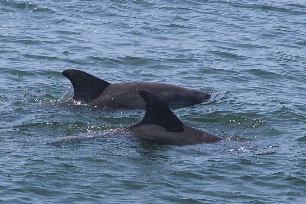 Dolphin Watching