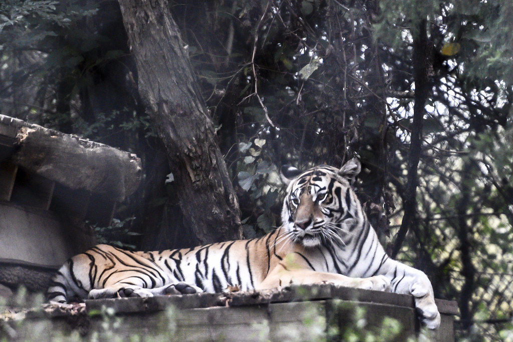 Carolina Tiger Rescue