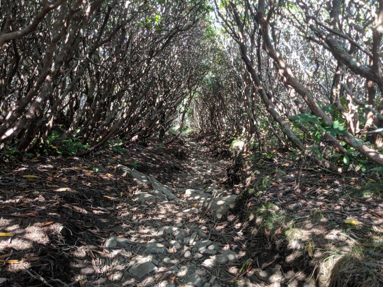 Rhododendron Tunnel Roan Mountain Balds Carvers Gap NC