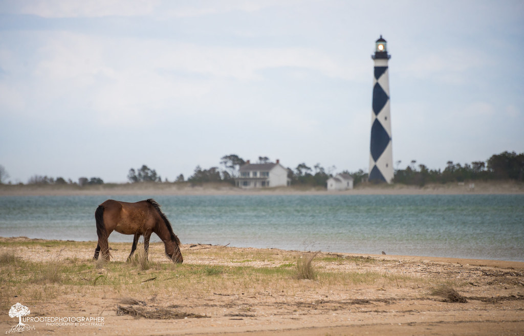 Wild Pony Grazing in Style on Shackleford Banks