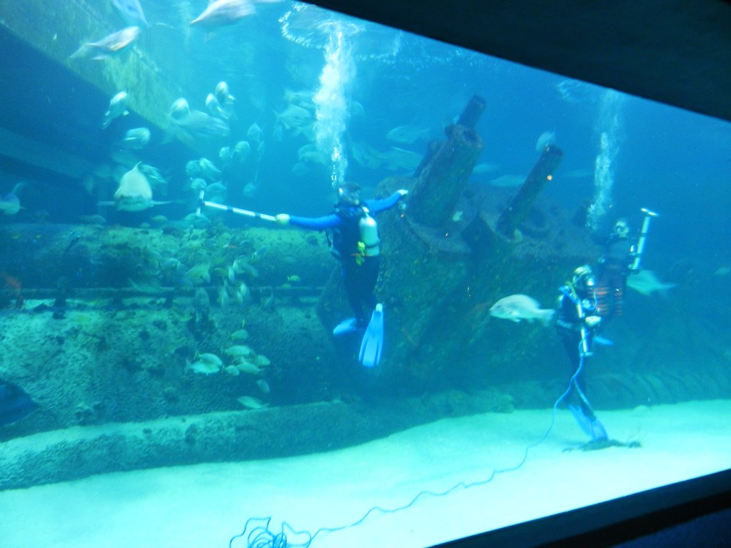 Best Attractions on the North Carolina Coast - North Carolina Aquarium at Pine Knoll Shores