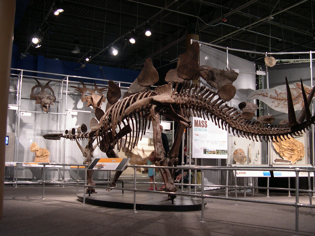 Stegosaurus skeleton at Discovery Place in Charlotte