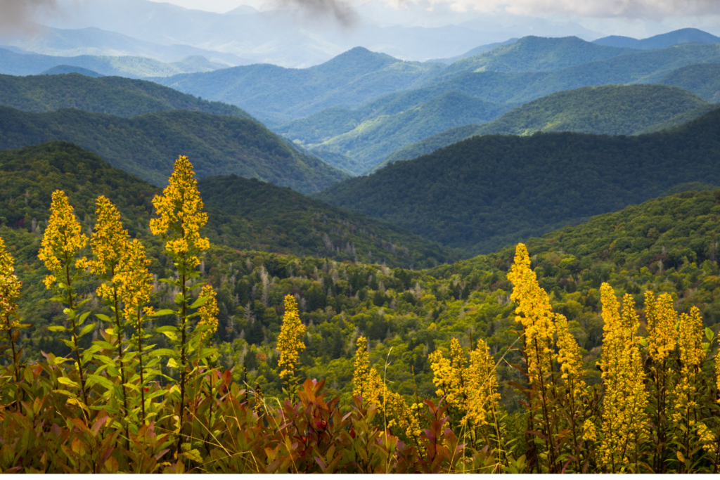 Blue Ridge Parkway in Asheville NC