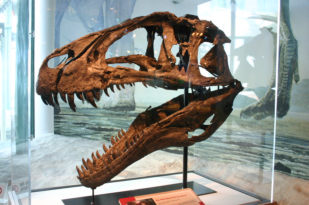 Best Things To Do In The Raleigh-Durham-Triangle Area - North Carolina Museum of Natural Sciences (Acrocanthosaurus)