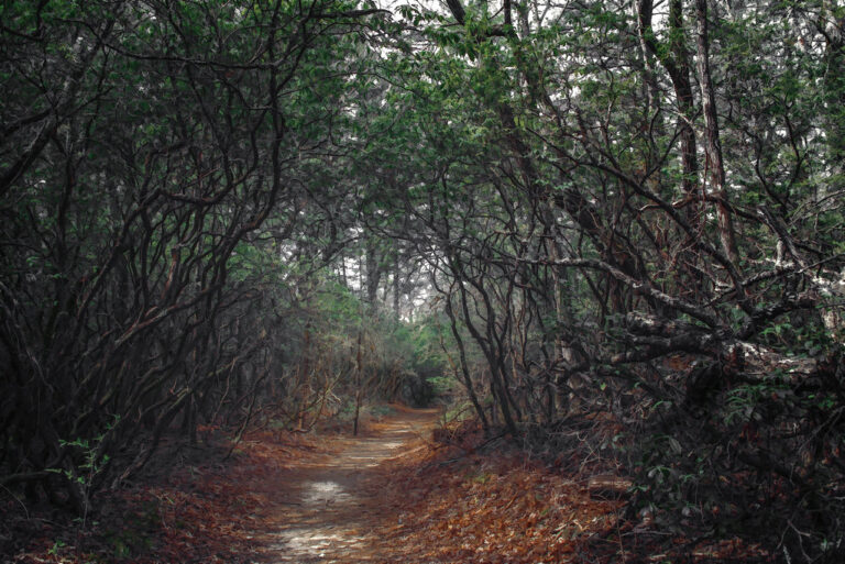 Pink Beds Loop Trail, Pisgah National Forest (Brevard, NC)