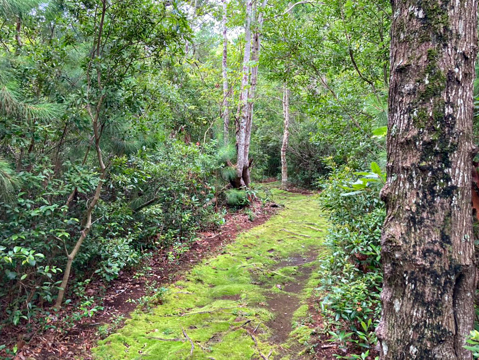 Emerald Isle Woods Park Trail