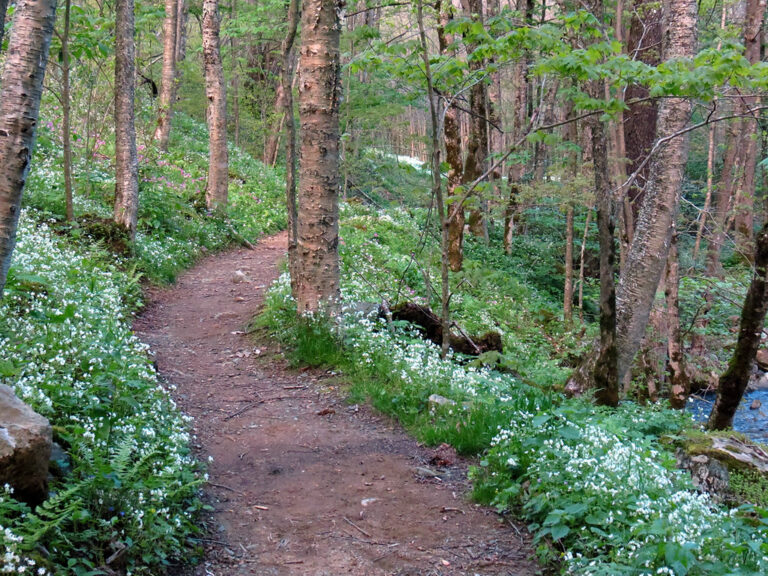 Spring Evening on the Profile Trail