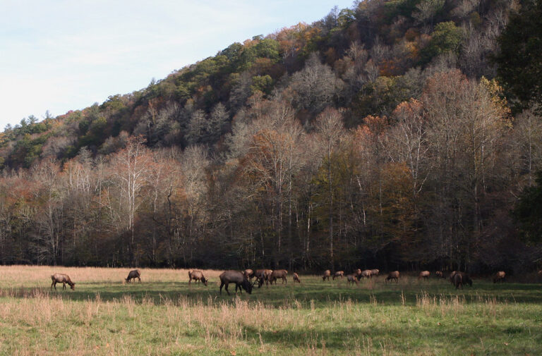 Cataloochee Valley - best things to do in the Great Smoky Mountains