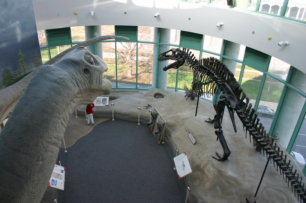 Best Attractions In The Raleigh-Durham Triangle Area - Pleurocoelus and Acrocanthosaurus