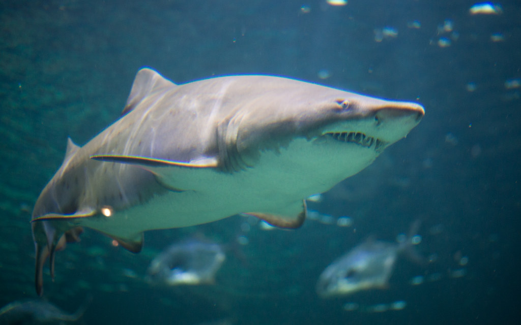 Best Attractions In The Crystal Coast Area - North Carolina Aquarium at Pine Knoll Shores - Sand Tiger Shark