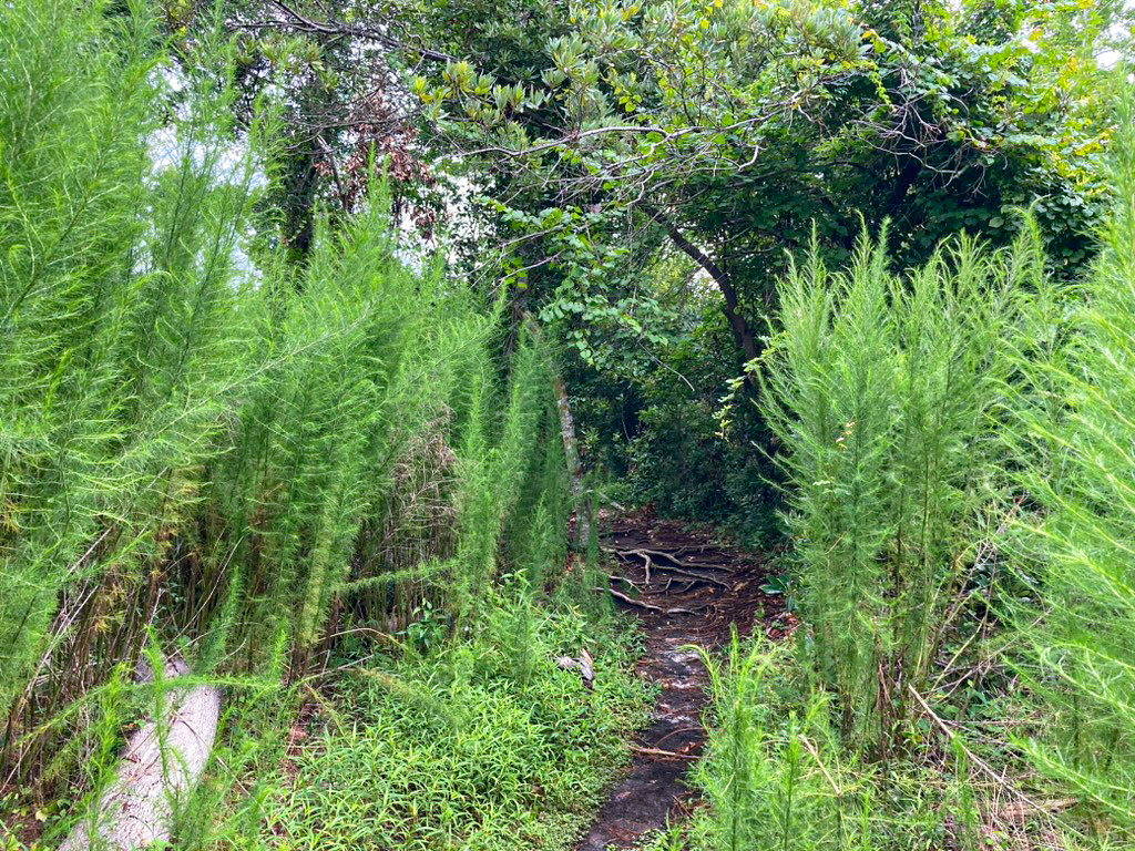 Best Hiking In The Crystal Coast Area - Emerald Isle Woods Park Trail