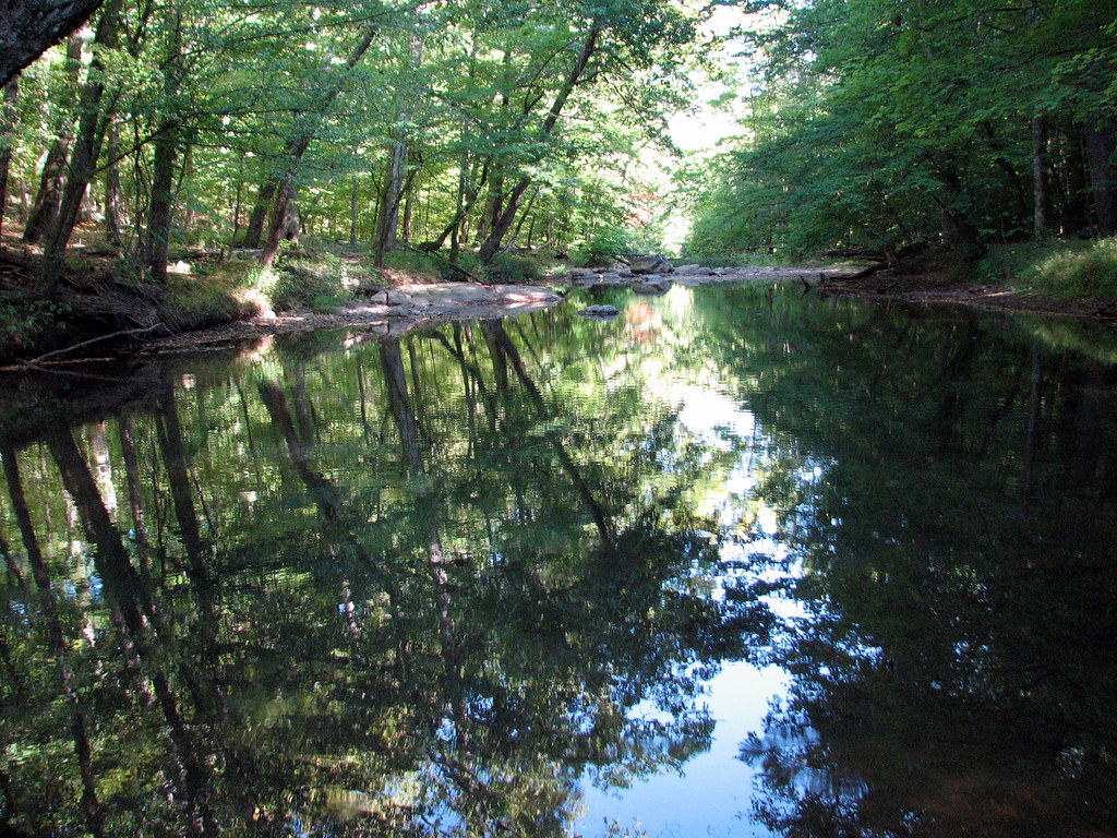 Duke Forest