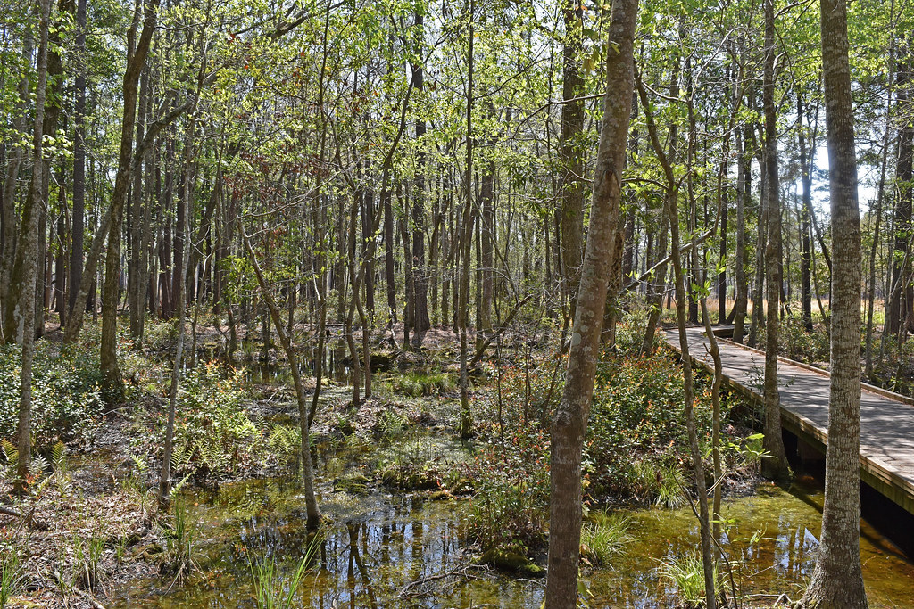 Best Hiking In The Greater Wilmington Area - Carolina Beach State Park Wetlands