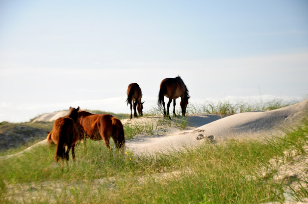 Best Things To Do In The Outer Banks Area - Wild horses Corolla NC