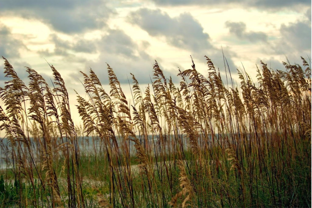 Best Hiking In The Brunswick Islands Area - Bald Head Island Conservancy Ocean View