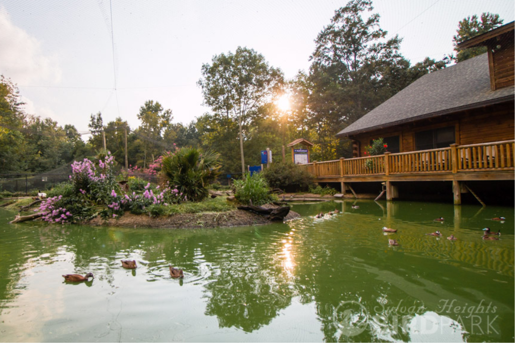 Best Things To Do In The Inner Coastal Plains Area - Sylvan Heights Bird Park Pond