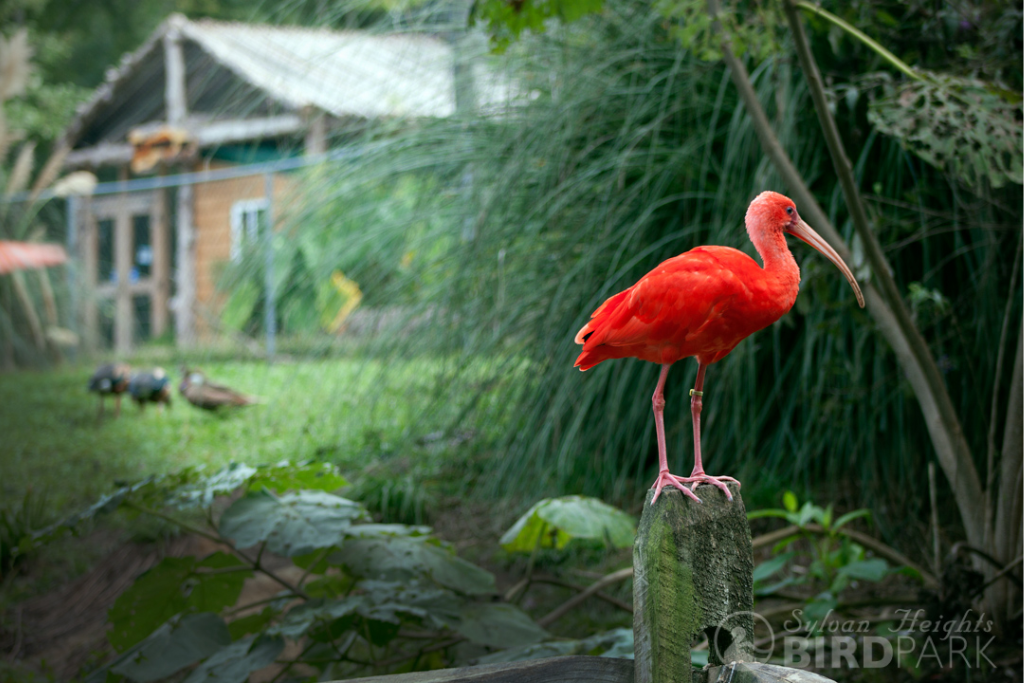 Best Things To Do In The Inner Coastal Plains Area - Sylvan Heights Bird Park