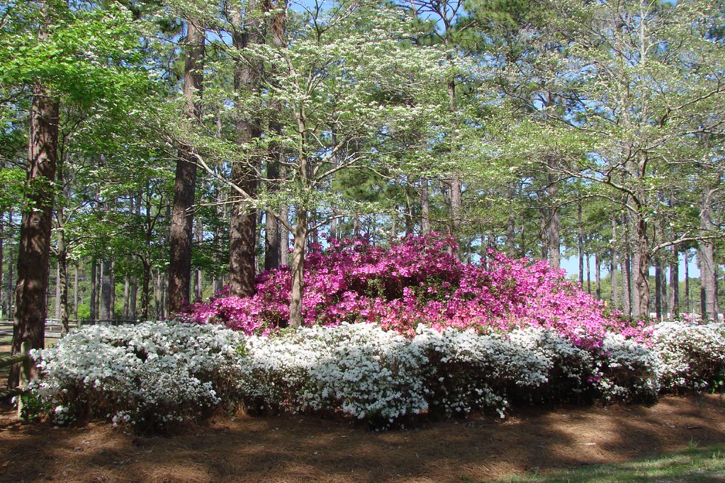 Best Events and Festivals In Wilmington, NC - Azalea Festival - Wilmington loves azaleas!