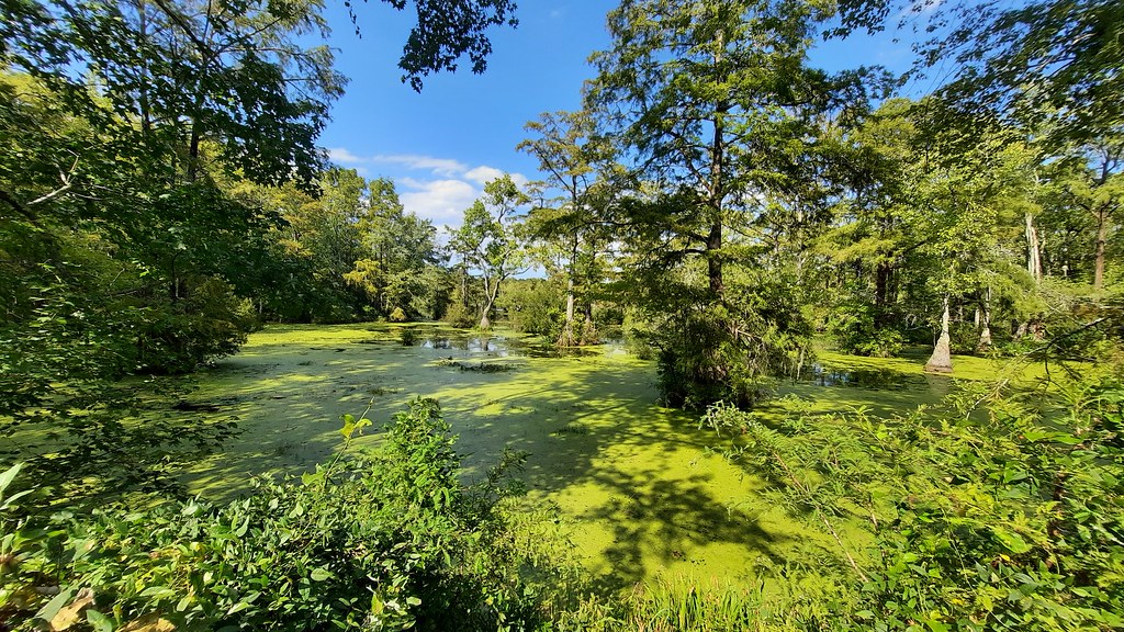 Best Hiking In The Albemarle & Pamlico Sounds Area - Merchant’s Millpond State Park