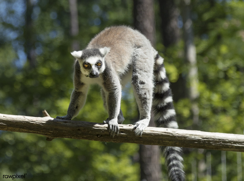 Free Things To Do In Durham NC - Duke Lemur Center